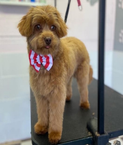 Grooming page image