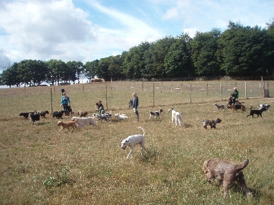 Dog page image